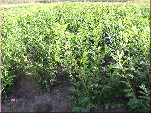 Prunus lauroc.'Novita'